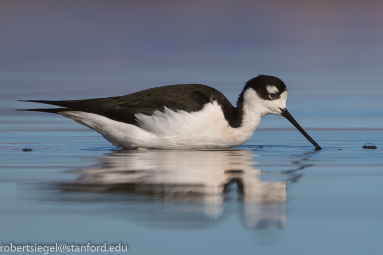 baylands